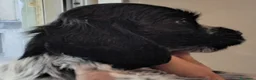 Cocker cani in vendita: Cuccioli Cocker spaniel inglese Blu roano  - Annuncio 10