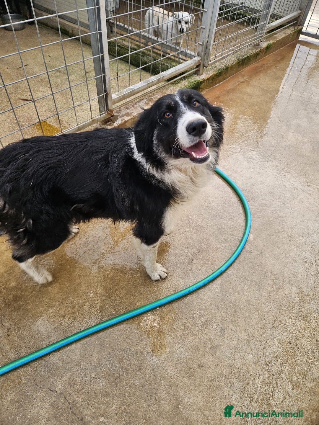 Meticcio cani in regalo: ROSALIA: GIOVANE MAMMINA EQUILIBRATA DOLCISSIMA  - Annuncio 6