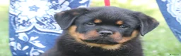 Rottweiler cani in vendita: Rottweiler cuccioli con pedigree  - Annuncio 3