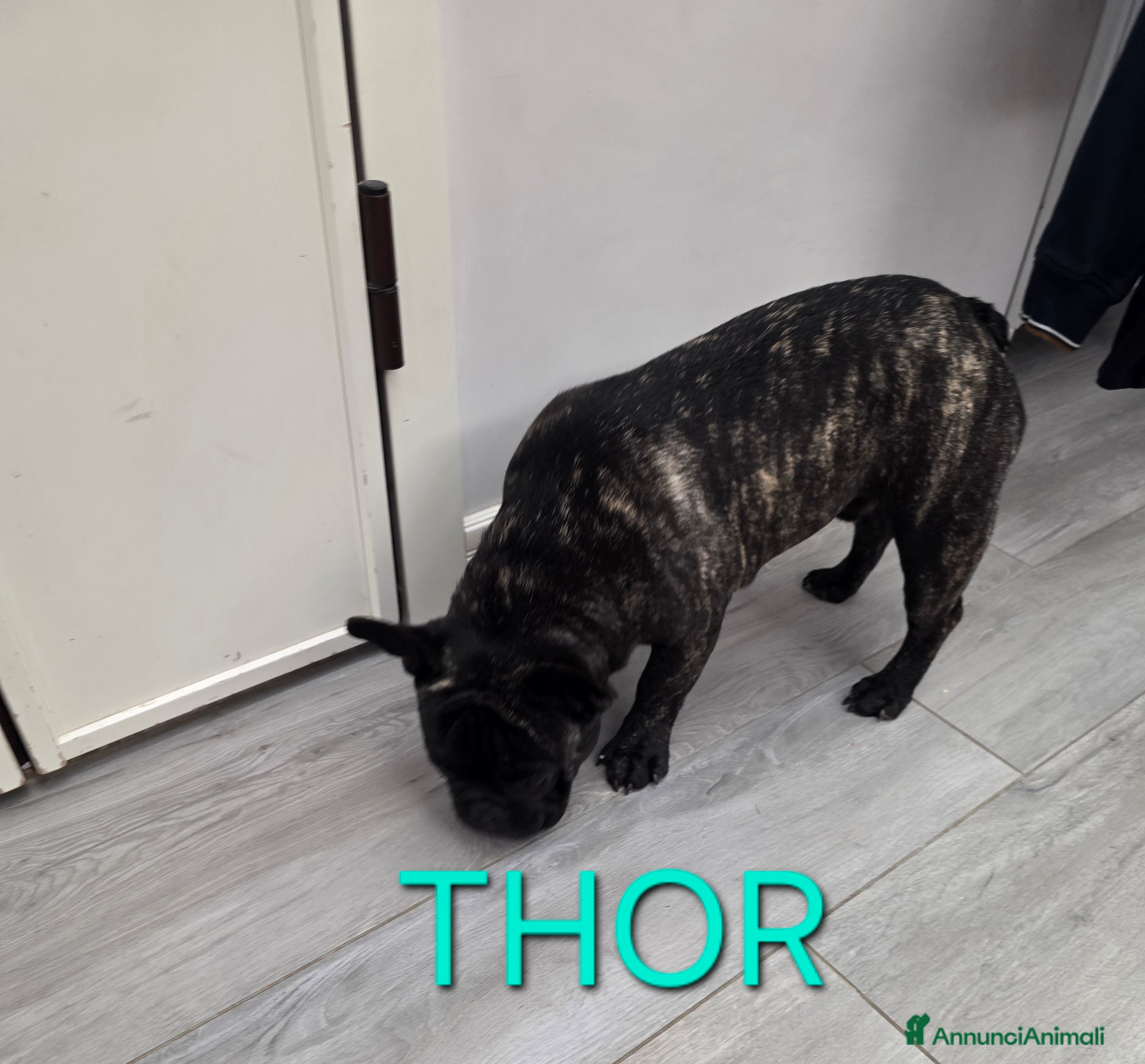 Bulldog Francese cani Cuccioli bulldog francese con pedigree  - Annuncio 2