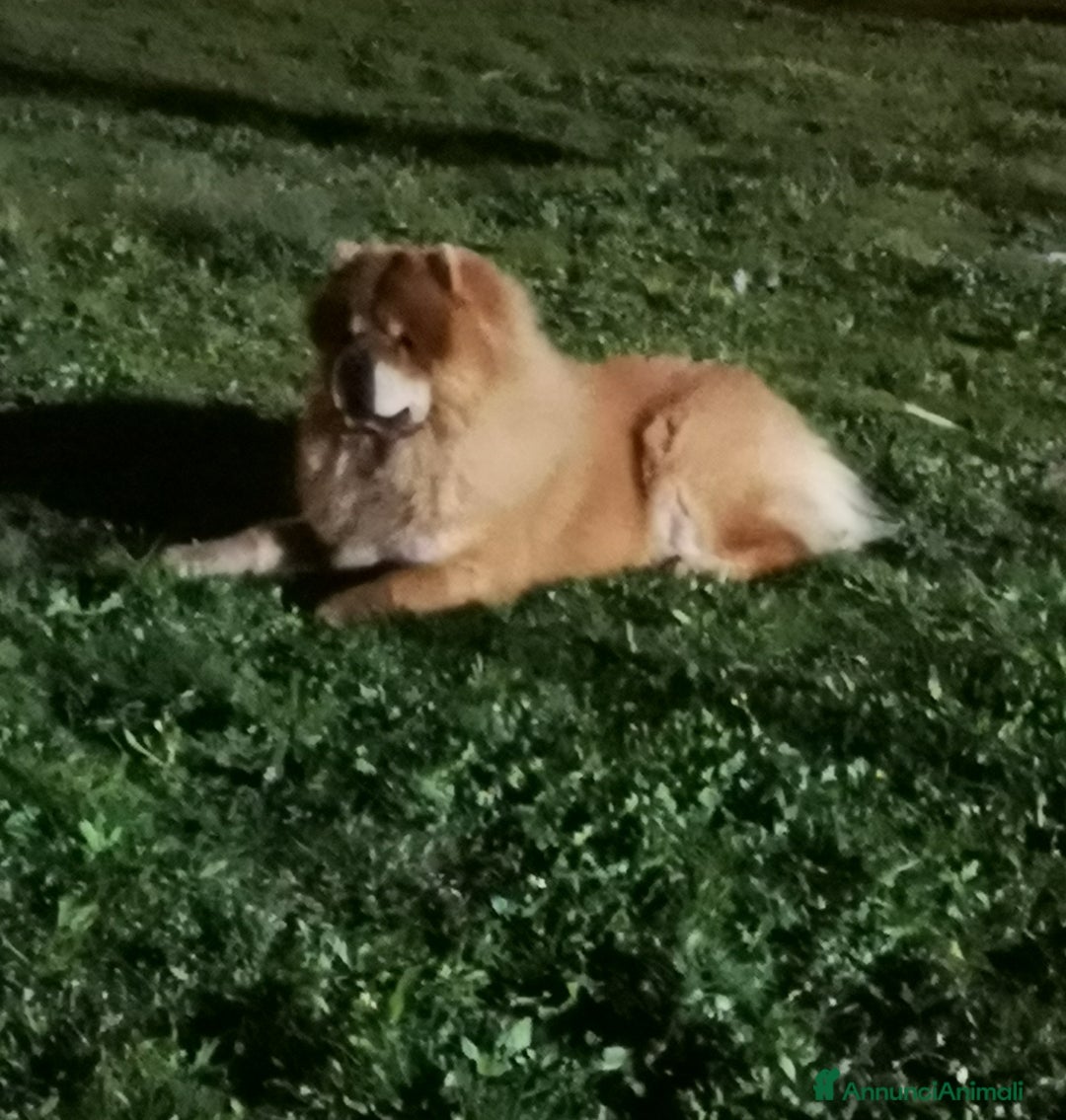 Chow Chow cani per accoppiamento: Cercasi Chow Chow femmina per monta - Annuncio 1