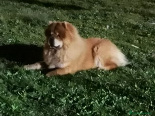 Chow Chow cani Cercasi Chow Chow femmina per monta - Annuncio 29