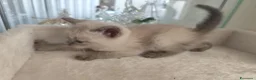 Ragdoll gatti in vendita: Gattini Ragdoll  - Annuncio 7