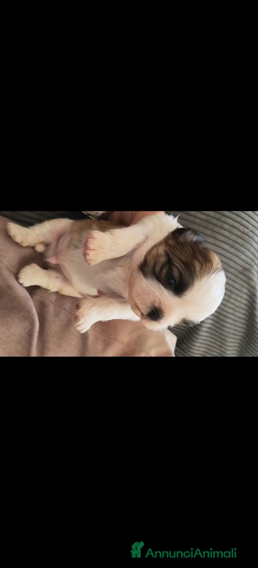 Shih Tzu cani in vendita: Shih tzu  - Annuncio 2