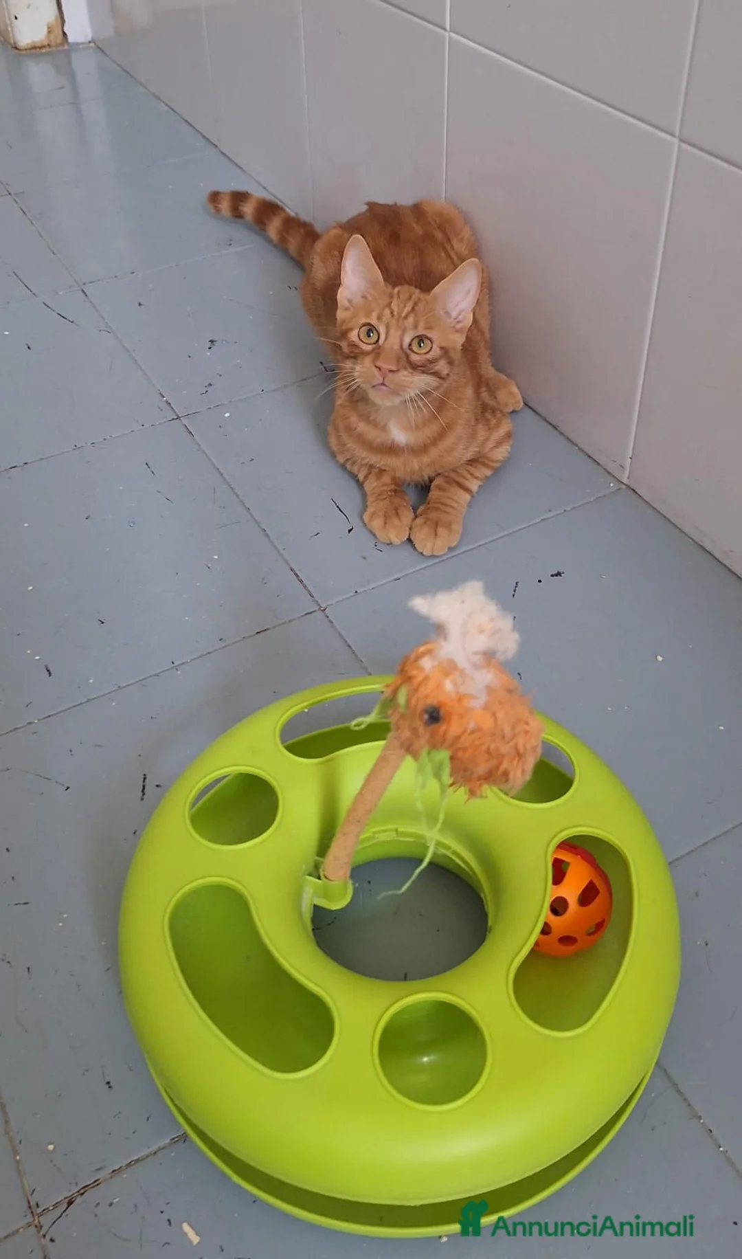 Europeo gatti in regalo: Vincent Van Gogh ravviverà le tue giornate  - Annuncio 7