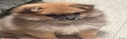 Spitz cani in vendita: Spitz maschietto cerca famiglia  a Provincia di Foggia - Annuncio 2