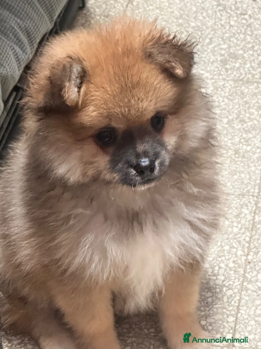 Spitz cani in vendita: Spitz maschietto cerca famiglia  a Provincia di Foggia - Annuncio 2