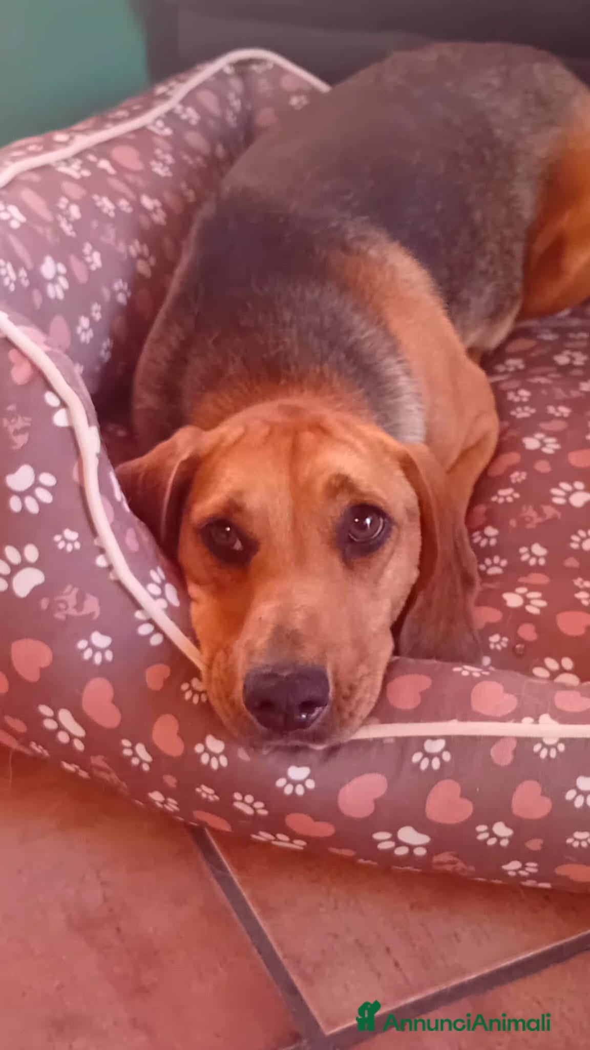 Meticcio cani lillina - Annuncio 11