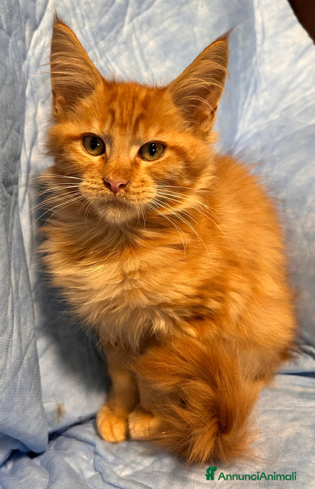 Maine Coon gatti in vendita: Cuccioli Maine Coon - Annuncio 10