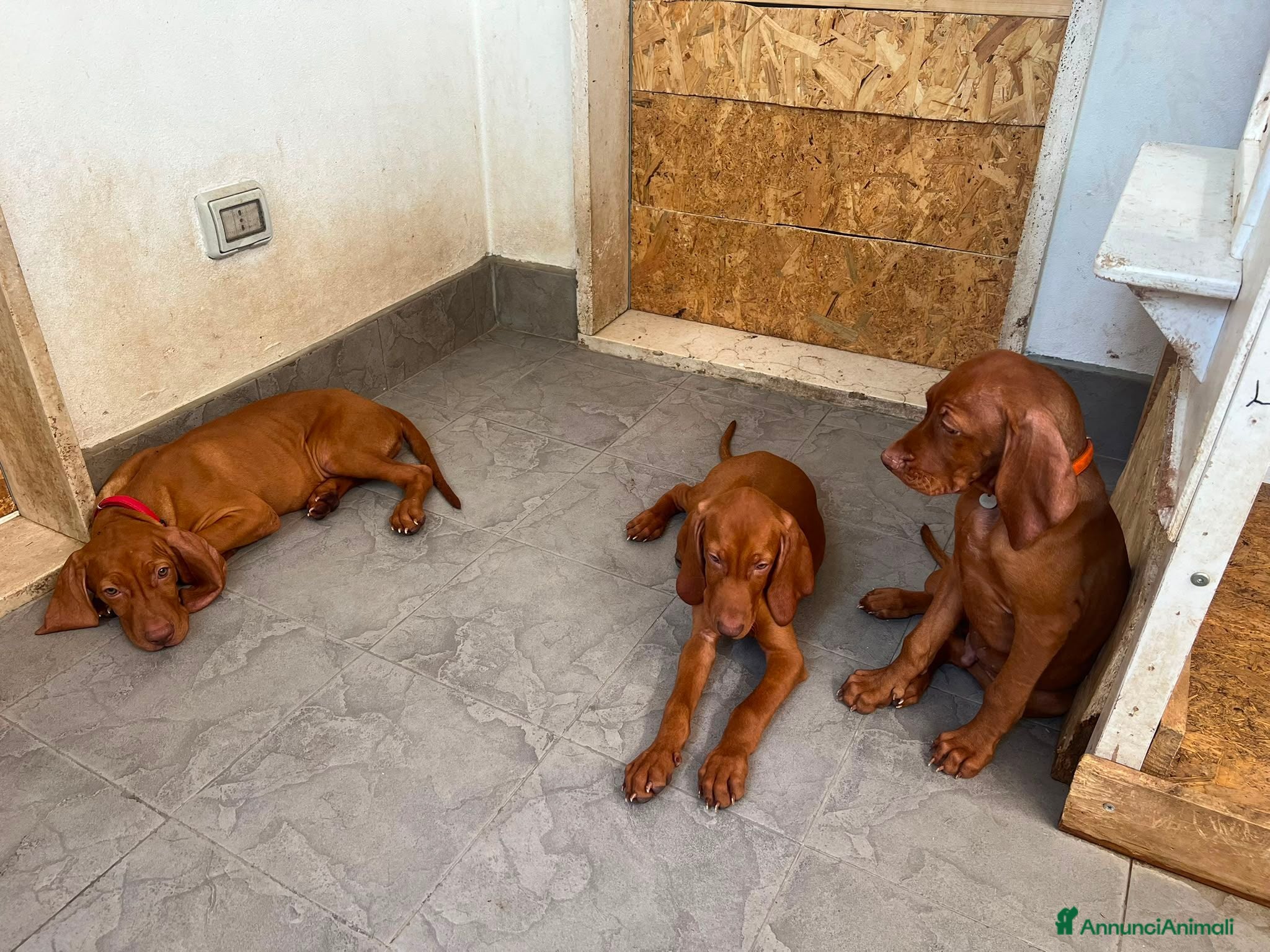 Vizsla cani Ultimi 3 maschi di di bracco ungherese disponibili - Annuncio 1