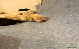 Labrador cani in vendita: Cuccioli Labrador  a Provincia di Bergamo - Immagine 6