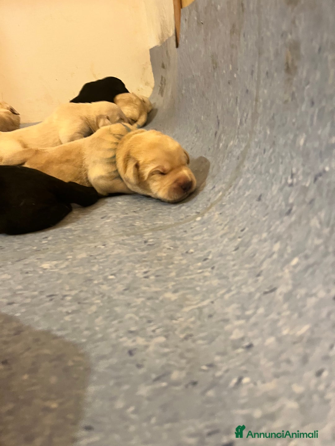 Labrador cani in vendita: Cuccioli Labrador  a Provincia di Bergamo - Immagine 6