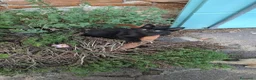 Altre razze gatti in regalo: 2 bellissimi gattini !! - Annuncio 9