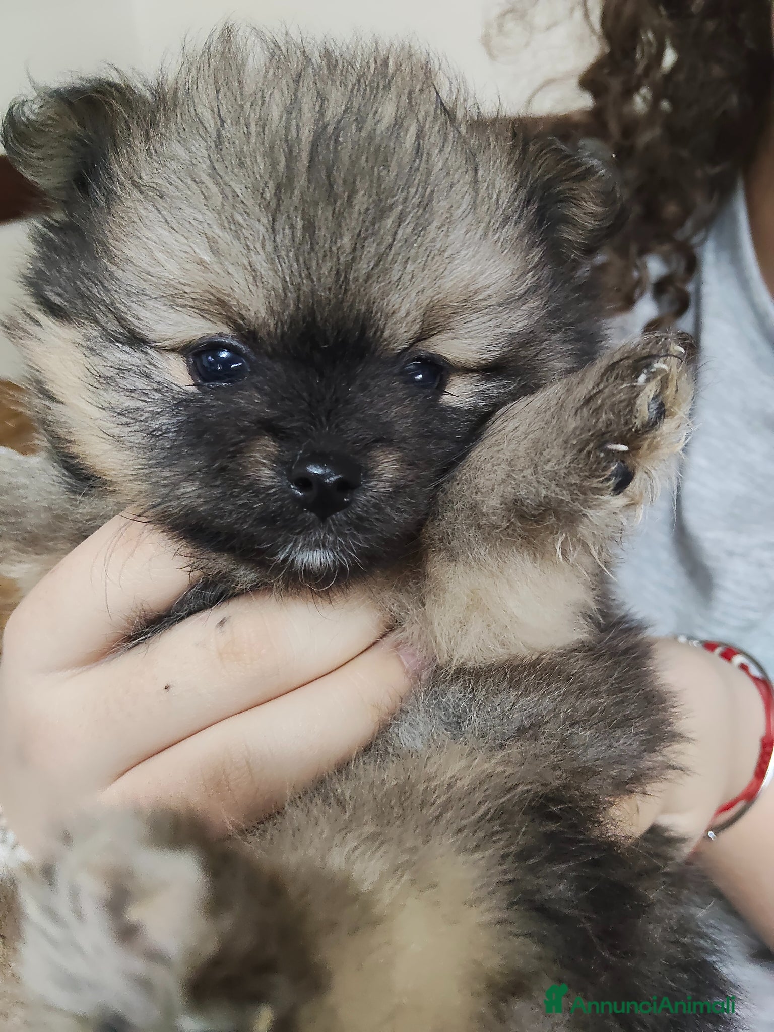 Spitz cani Spitz femmina  - Annuncio 1