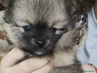 Spitz cani Spitz femmina - Annuncio 1