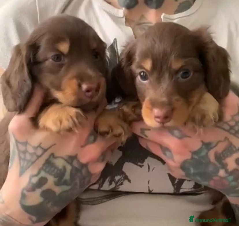 Bassotto cani Bassotto cioccolato pelo lungo - Annuncio 22