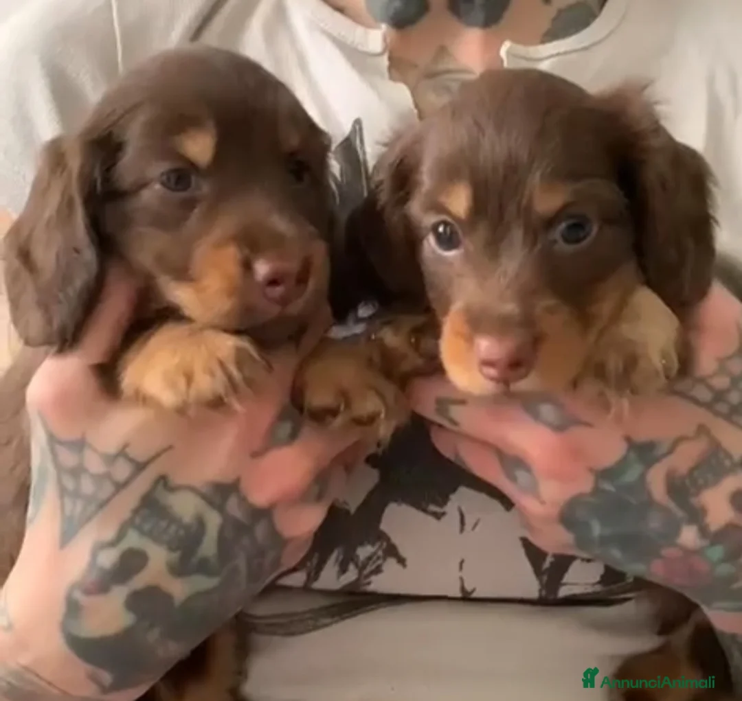 Bassotto cani in vendita: Bassotto cioccolato pelo lungo - Annuncio 1