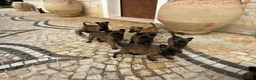 Pastore Belga cani in vendita: Splendidi cuccioli di Pastore Belga Malinois  - Annuncio 2