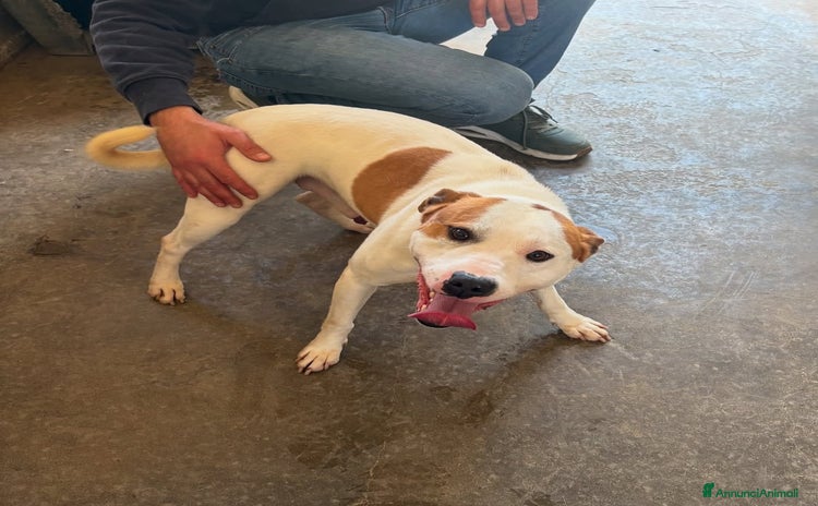 Staffordshire cani - Annuncio 1