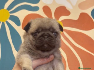 Carlino cani Carlino- Cucciolo Allevamento ENCI-FCI - Annuncio 1