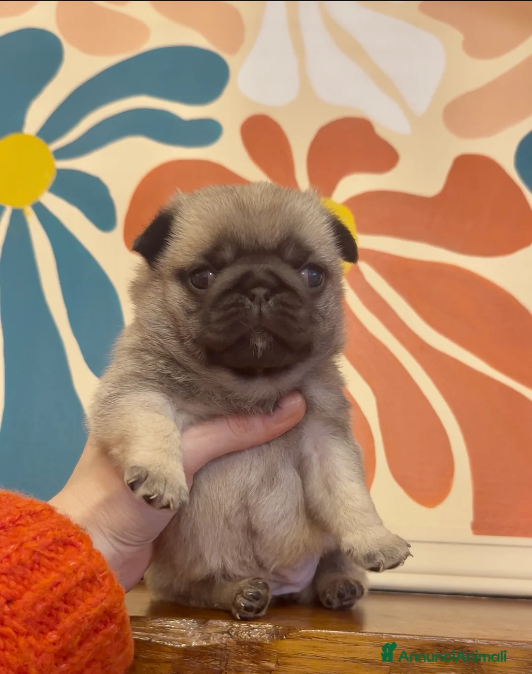 Carlino cani in vendita: Carlino- Cucciolo Allevamento ENCI-FCI - Annuncio 1