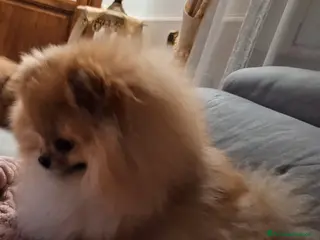 Spitz cani Cuccioli di Spitz Nano di Pomerania disponibili - Annuncio 1