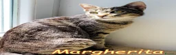 Europeo gatti in regalo:  MARGHERITA BELLISSIMA  GATTINA - Annuncio 3