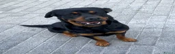 Rottweiler cani in regalo: LUNA ROTTWEILER - Annuncio 3