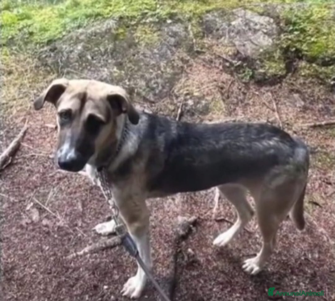 Meticcio cani in regalo: 10mesi pastorina A BREVE IN CANILE!VENEZIA URGENTE - Annuncio 2