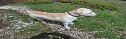 Labrador cani per accoppiamento: Labrador maschio per accoppiamento - Annuncio 16