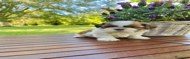 Shih Tzu Cucciolo 3