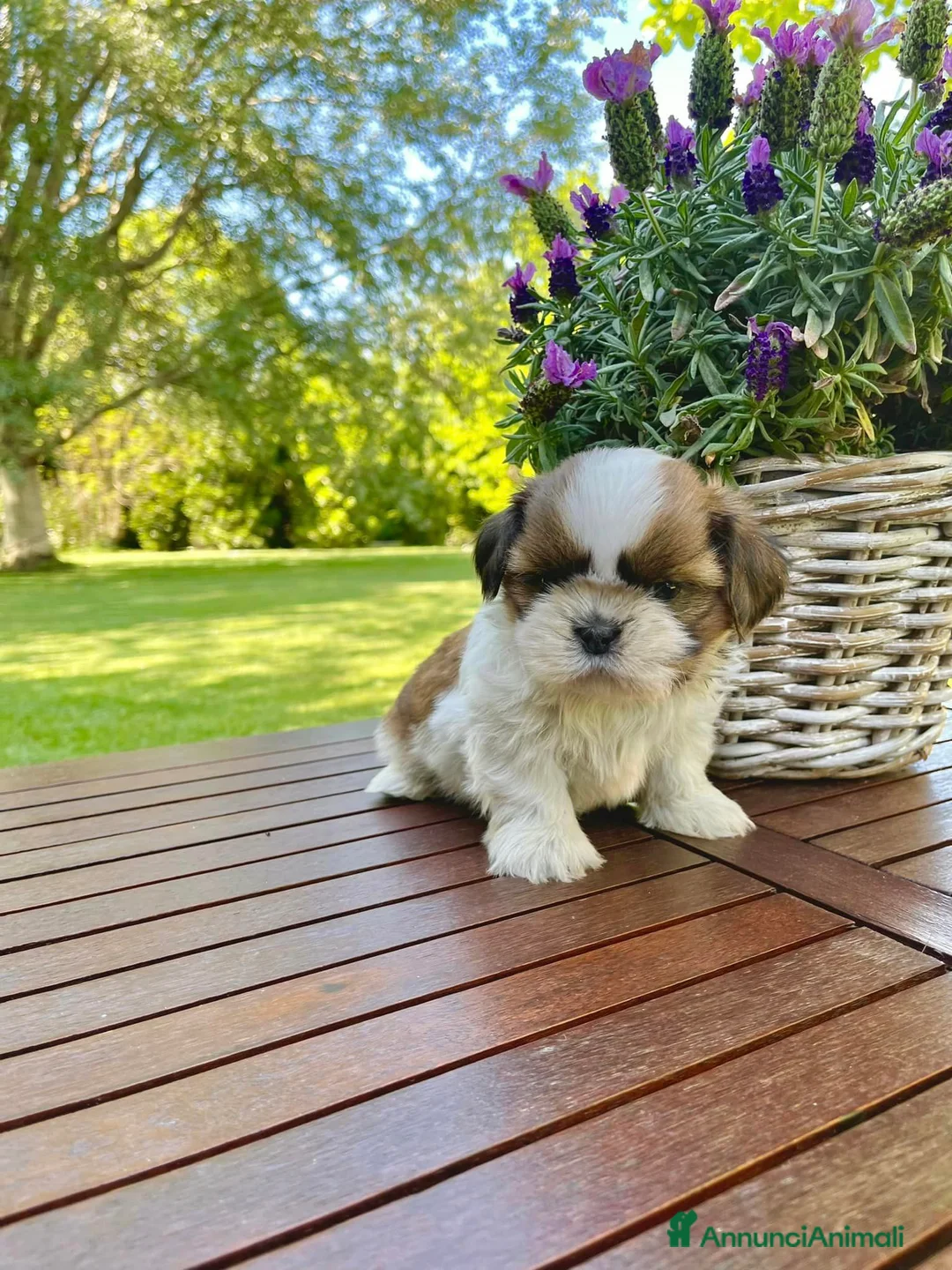 Shih Tzu cani in vendita: ShihTzu con Pedigree a Città Metropolitana di Venezia - Annuncio 4