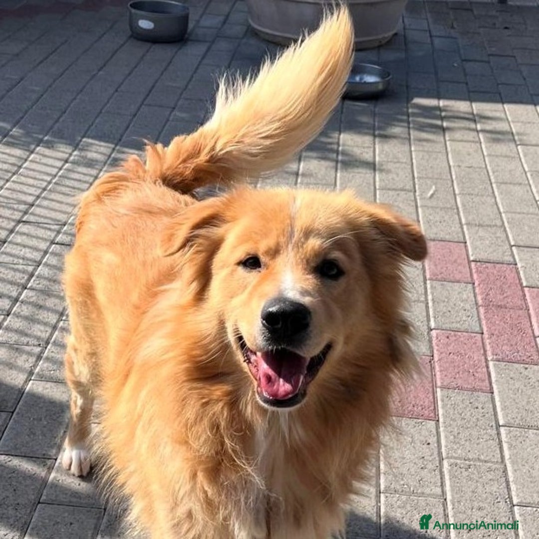 Meticcio cani in regalo: DIOR CAGNOLINO FULVO - Annuncio 9