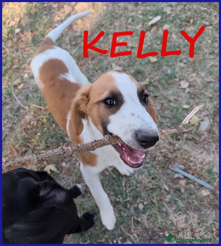 Meticcio cani KELLY, CUCCIOLA 5 MESI ABBANDONATA CON LA SORELLIN - Annuncio 2