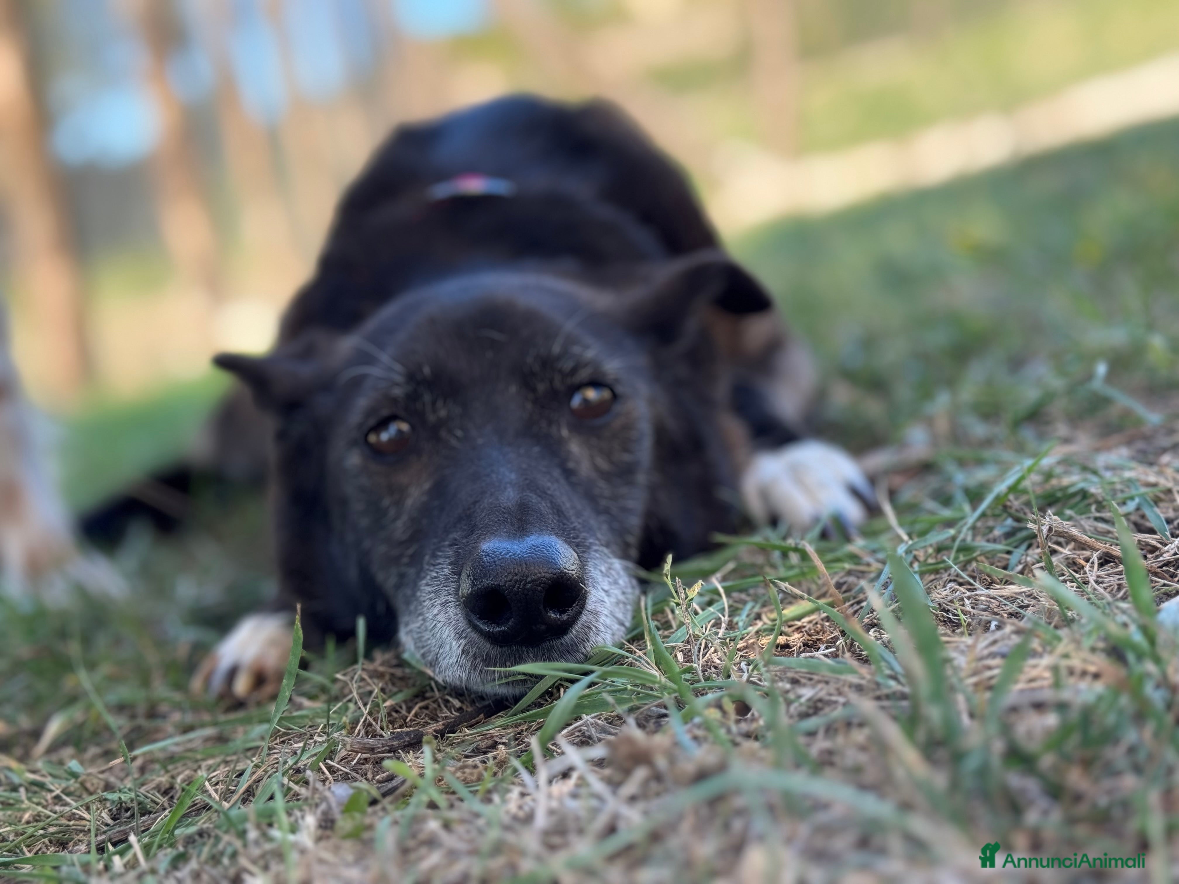Meticcio cani Capucine è in Cajile da 12 anni!!! - Annuncio 8