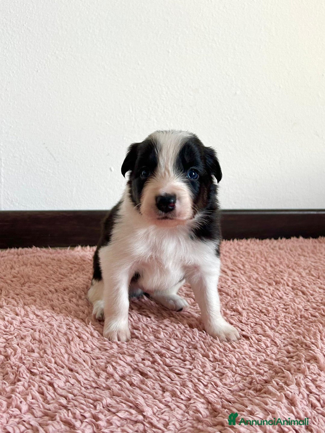 Border Collie cani in vendita: Cuccioli di Border Collie  - Annuncio 7