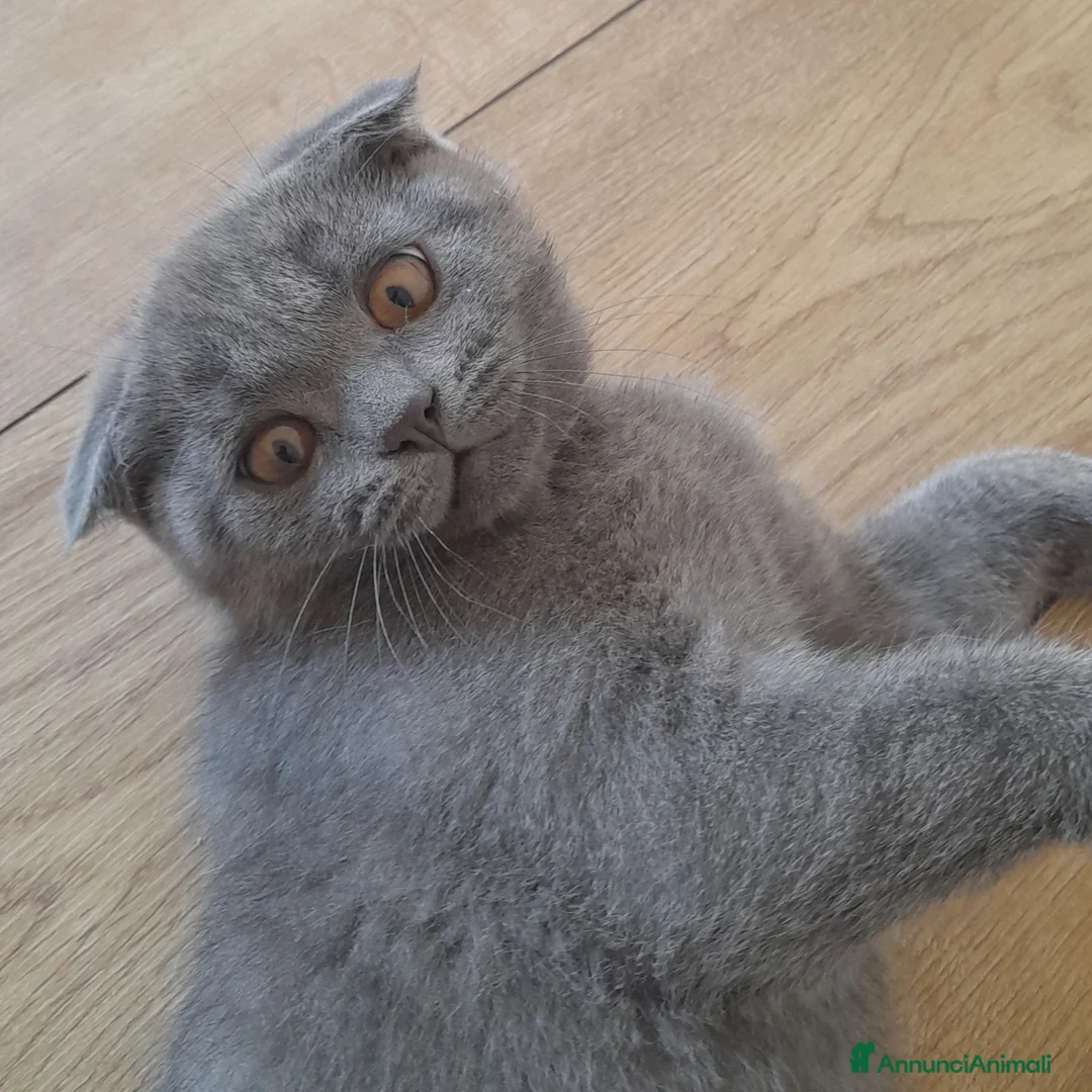Scottish gatti in vendita: Cucciolo Scottish fold  - Annuncio 2