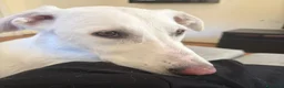 Meticcio cani in regalo: Cucciole femmine 3 mesi vaccinate - Annuncio 3