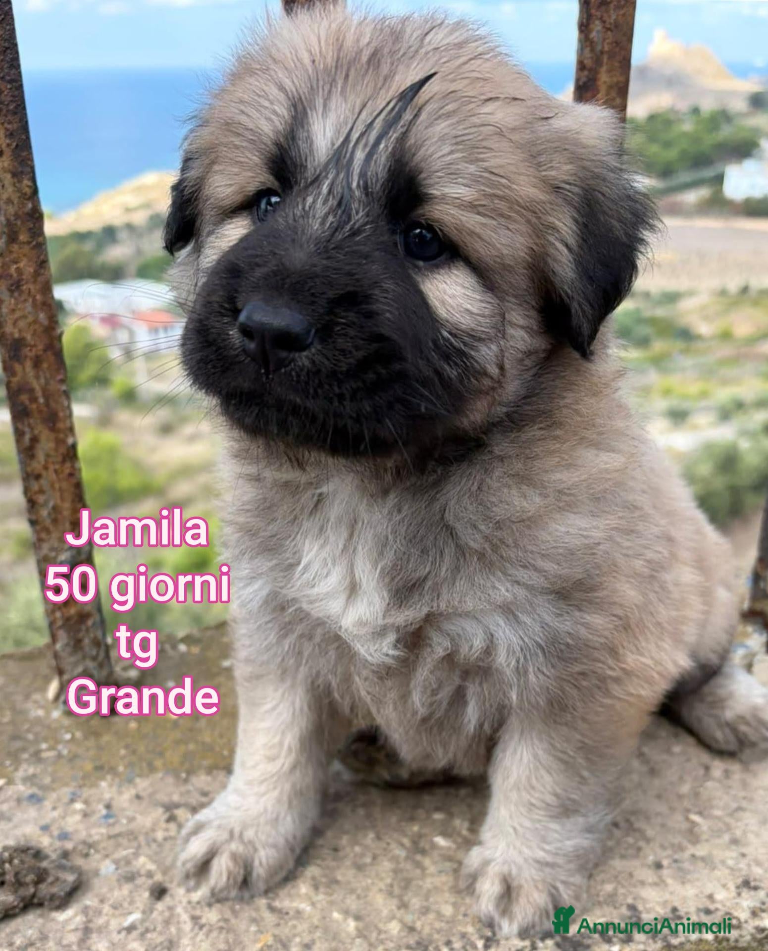 Meticcio cani CUCCIOLI, URGENTE! TEMPO SCADUTO  - Annuncio 29