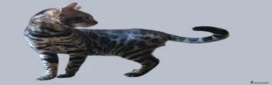  Gattino 1