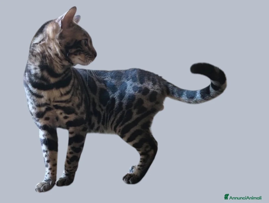 Bengala gatti in vendita: Gatto del Bengala Maschio  - Annuncio 1