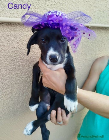 Meticcio cani a Provincia di Parma - Annuncio 4