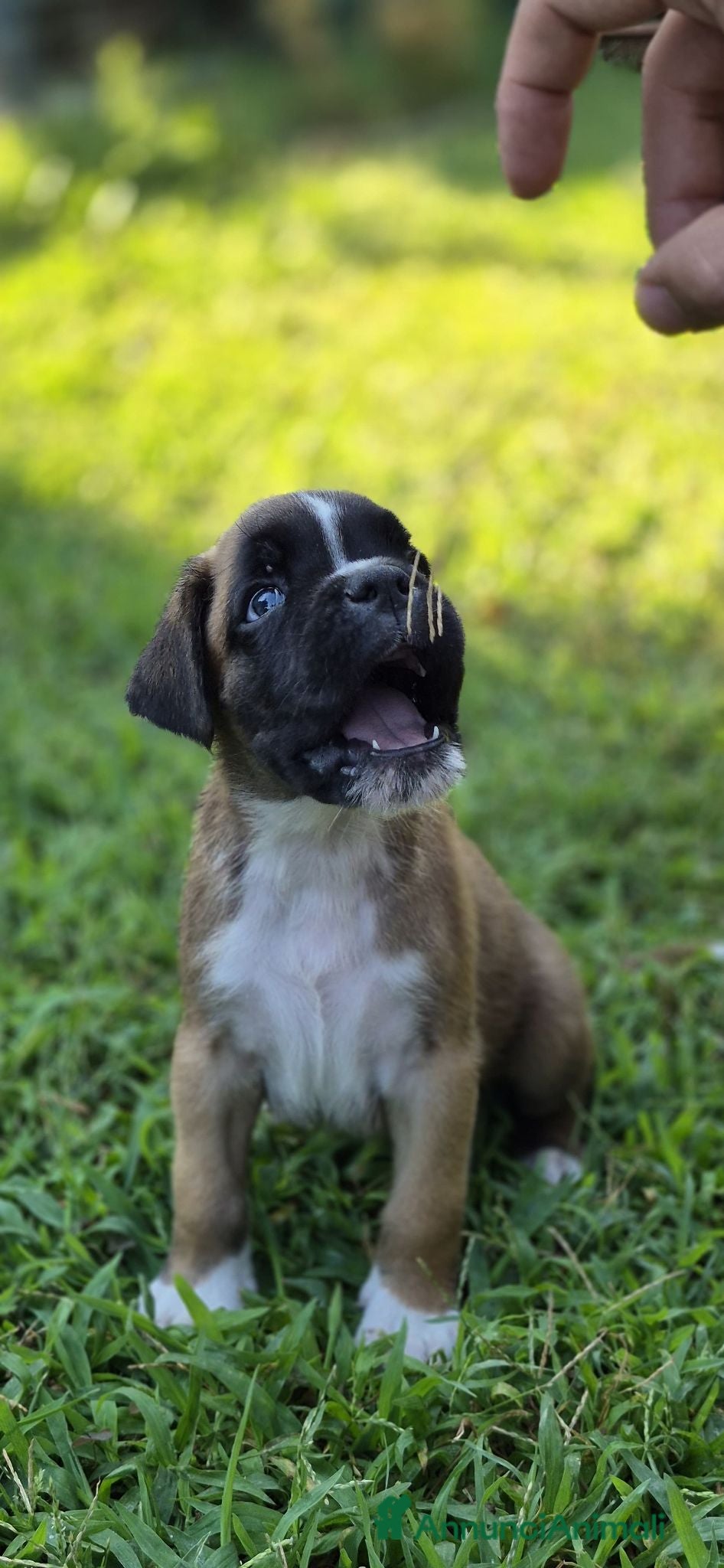 Boxer cani Cuccioli boxer - Annuncio 3