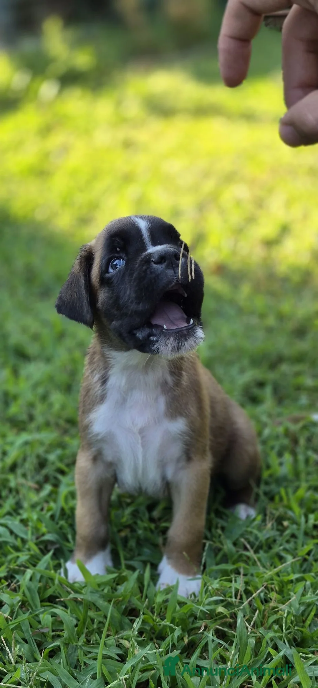 Boxer cani in vendita: Cuccioli boxer - Annuncio 1