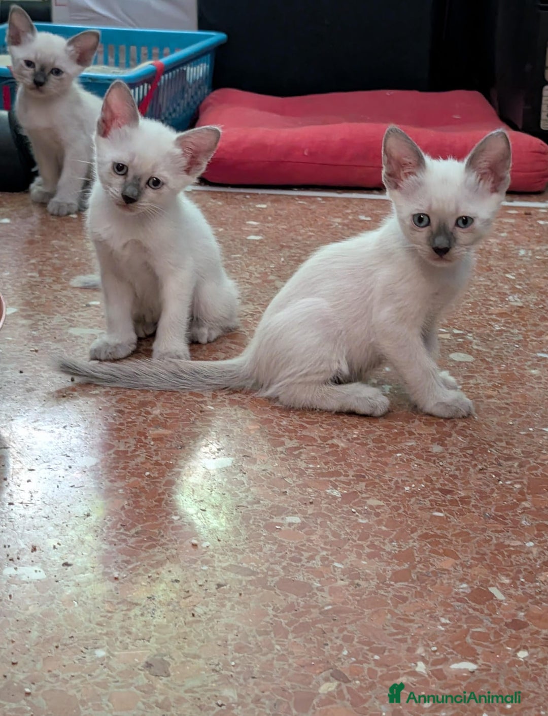Siamese gatti in vendita: CUCCIOLA FEMMINA DI SIAMESE BLUE POINT - Annuncio 2