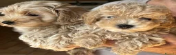 Maltipoo cani in vendita: Maltipoo - Annuncio 2