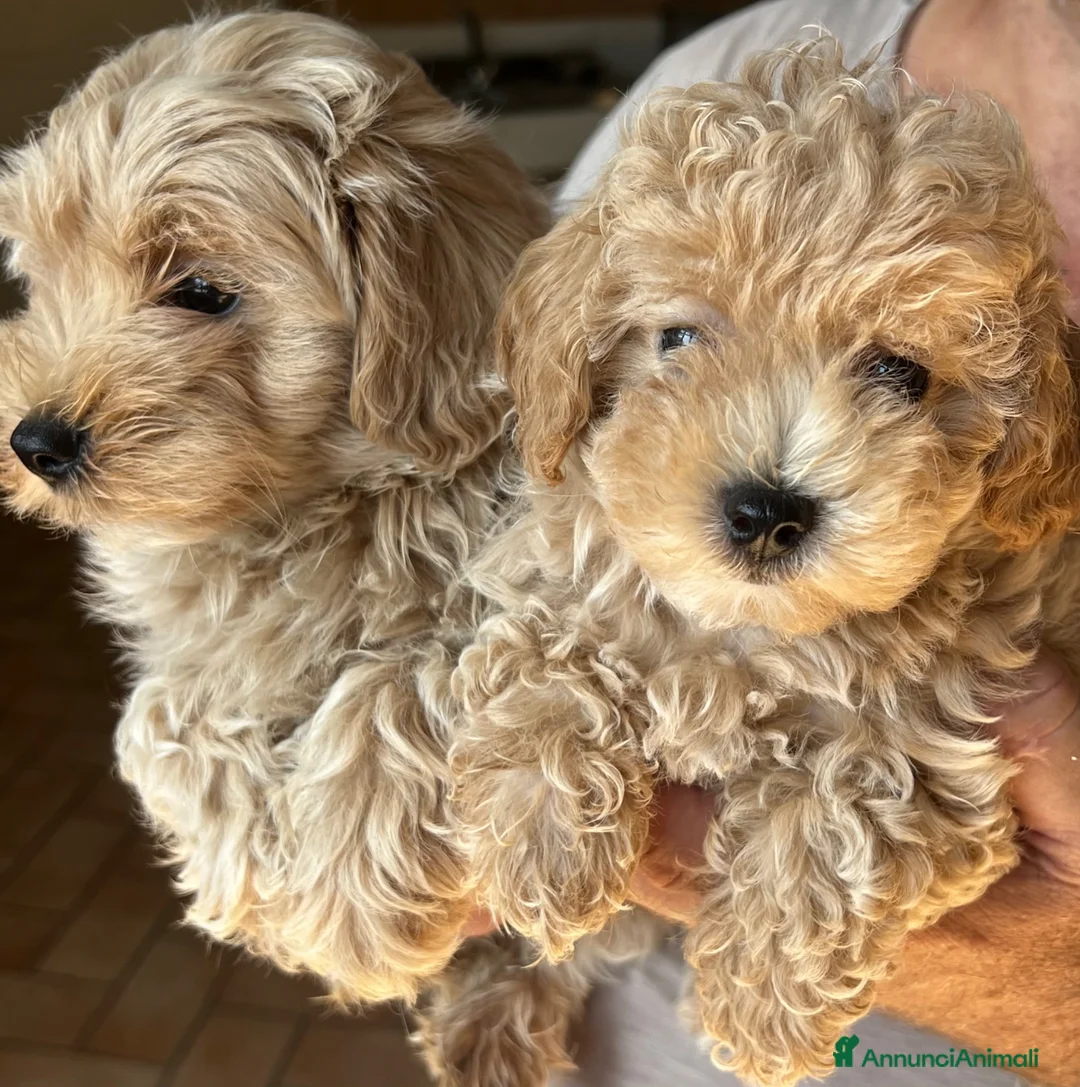 Maltipoo cani in vendita: Maltipoo - Annuncio 2