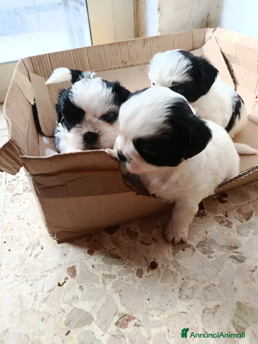 Shih Tzu cani in regalo: cuccioli   shitzu al 90%   - Annuncio 2