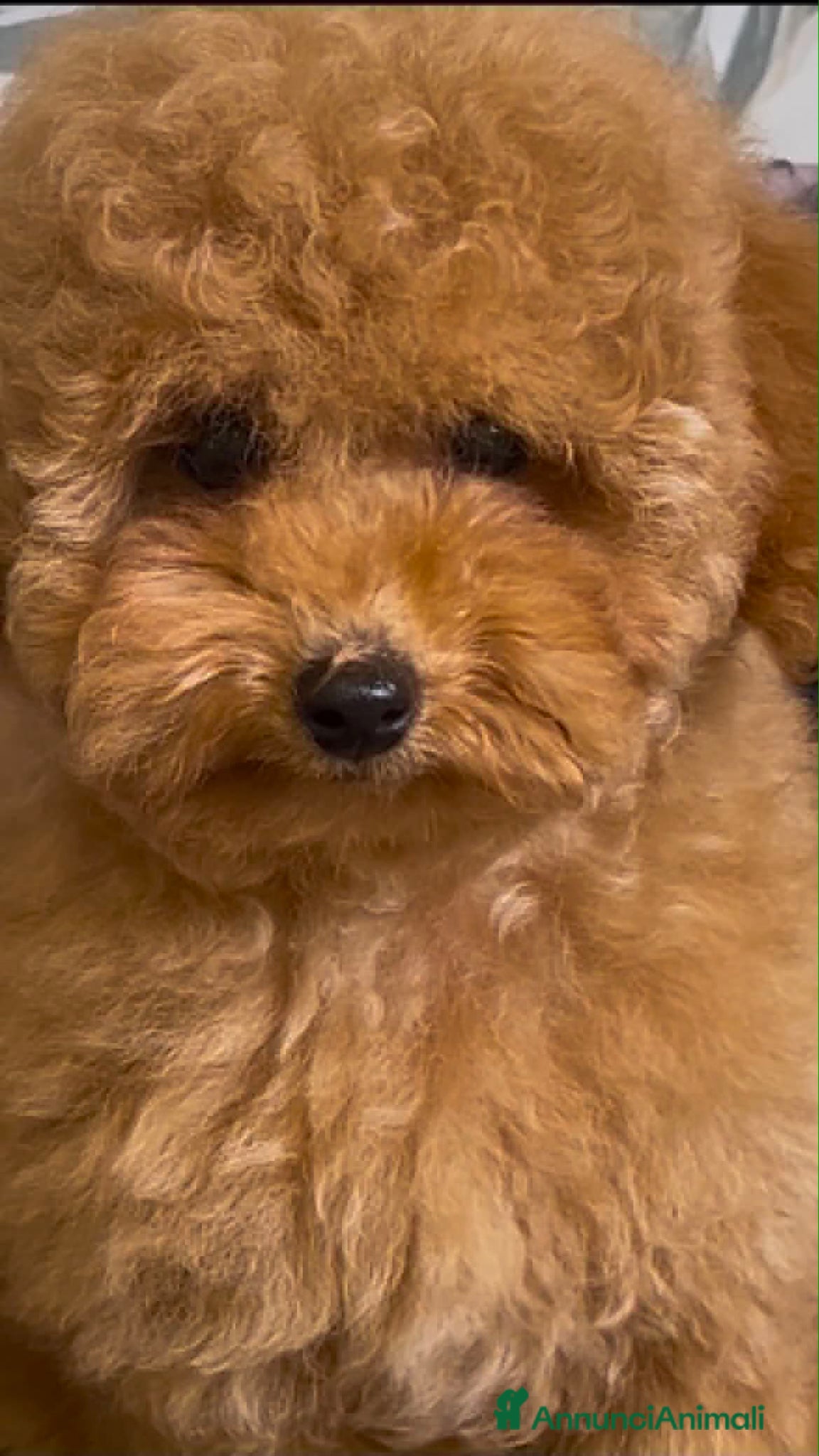 Barboncino Toy cani in vendita: Cuccioli barboncino toy e mini toy  a Provincia di Brescia - Annuncio 10