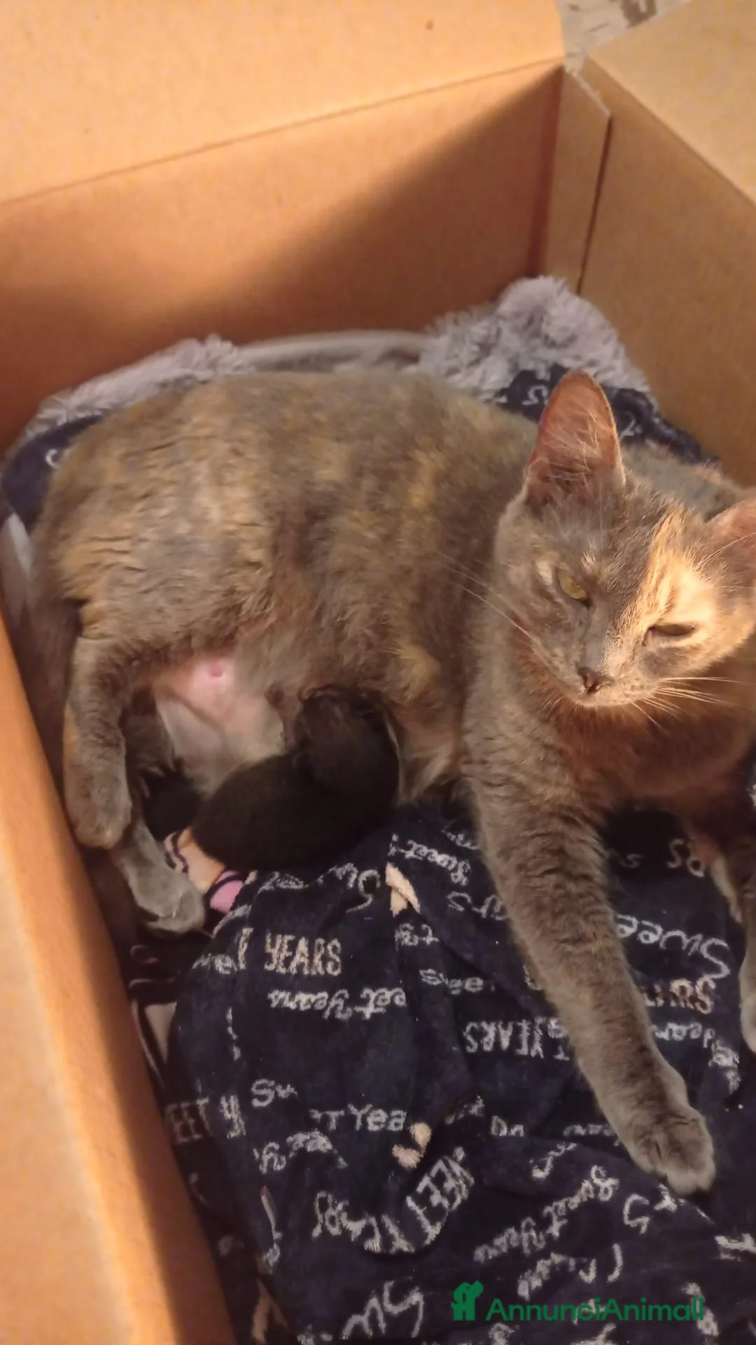 Europeo gatti in regalo: 3 gattini cercano casa  - Annuncio 2